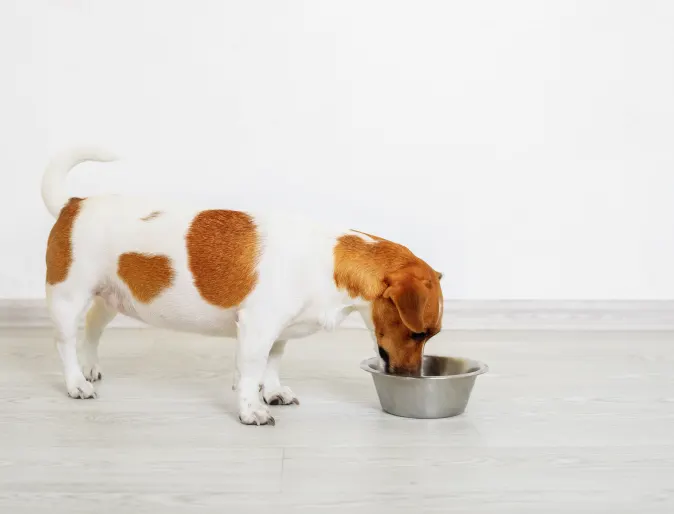 Jack Russell Terrier eating